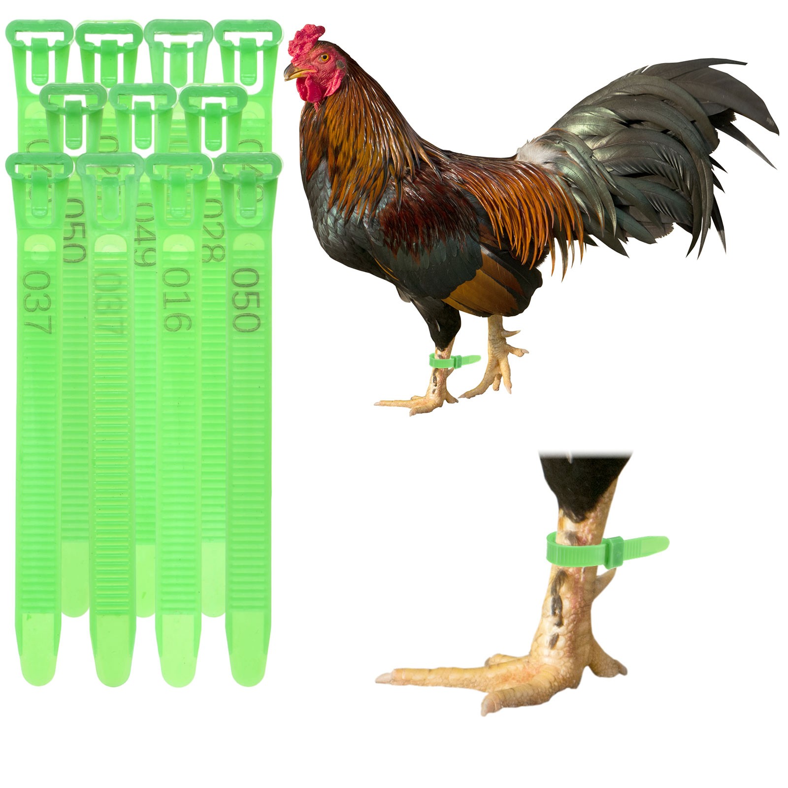 50-Pack Adjustable Chickens Leg Bands, 10-28 mm Plastic Leg Rings [Green]