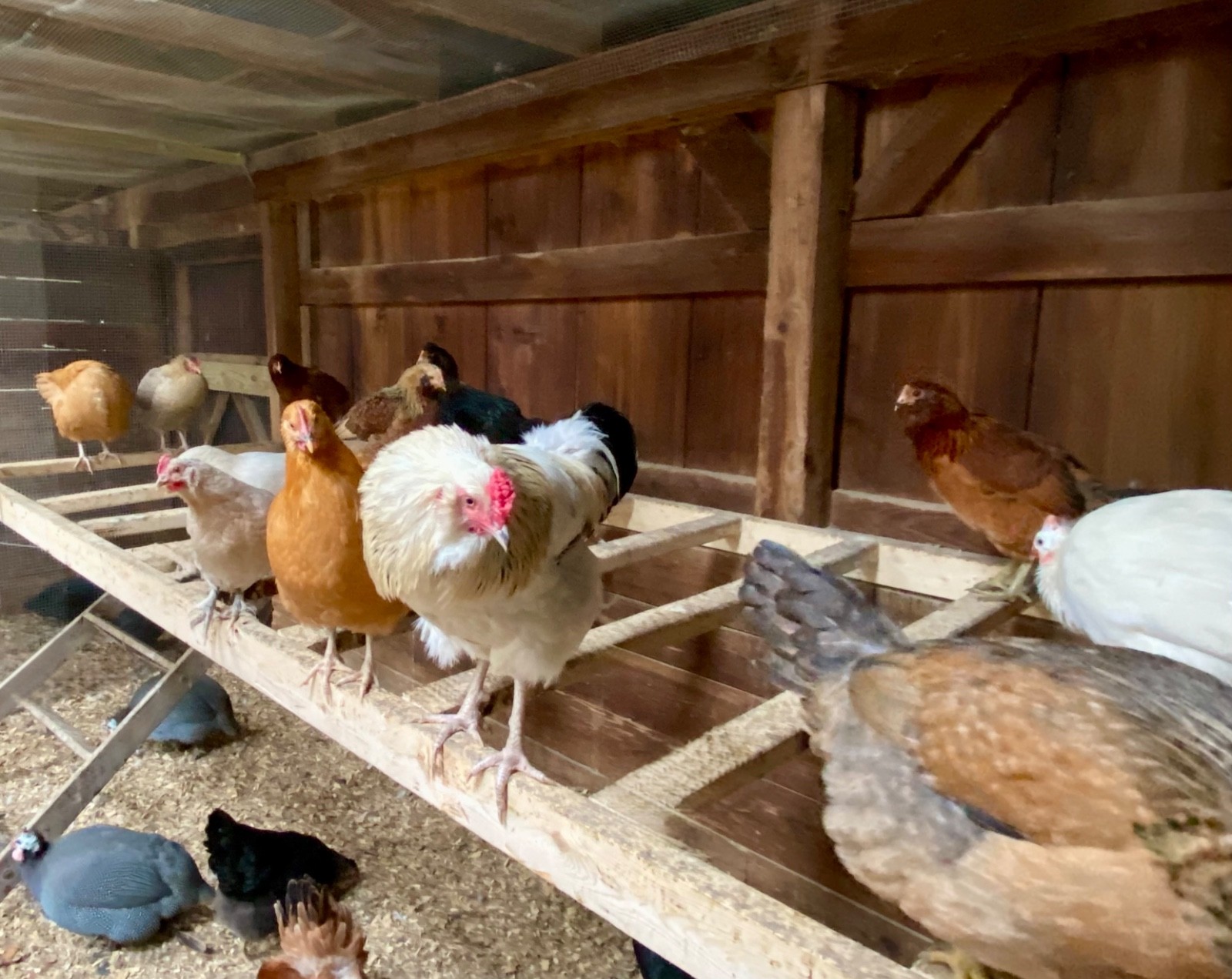 Hatching Eggs, (12), Mixed Chicken Barnyard Flock, Wyandotte, Easter E etc.