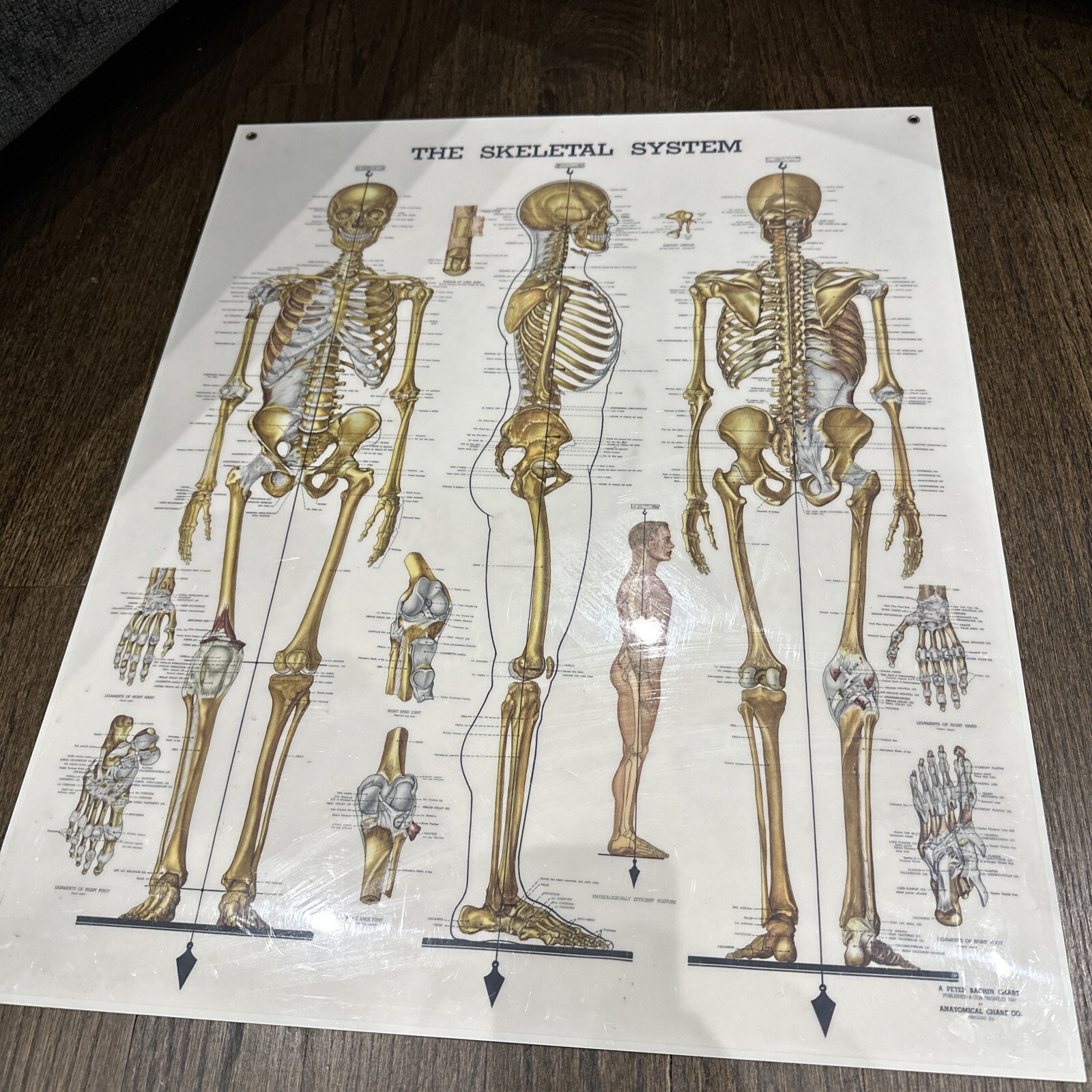 The Skeletal System Peter Bachin 1947 Original Vintage