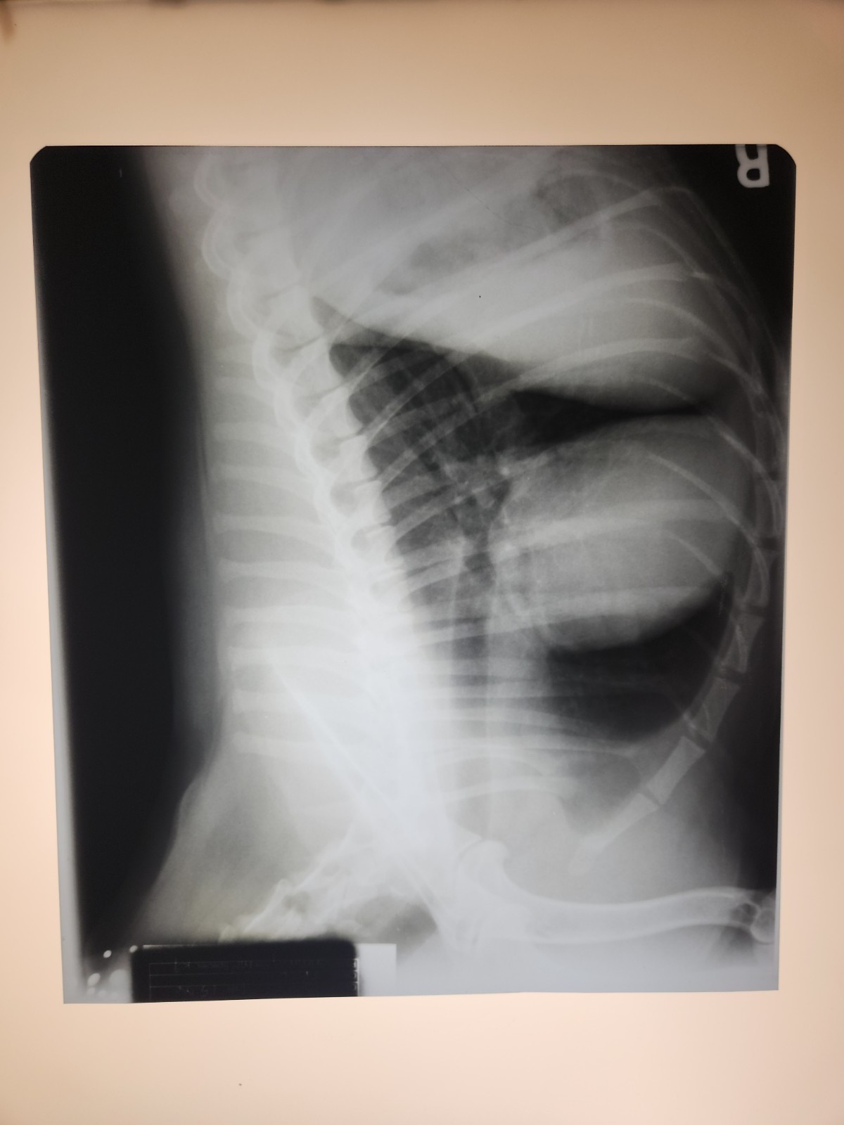 Animal X-Ray Film Negative Print - Canine Dog 9 7/8" x 11 1/2" XRay Medical B05