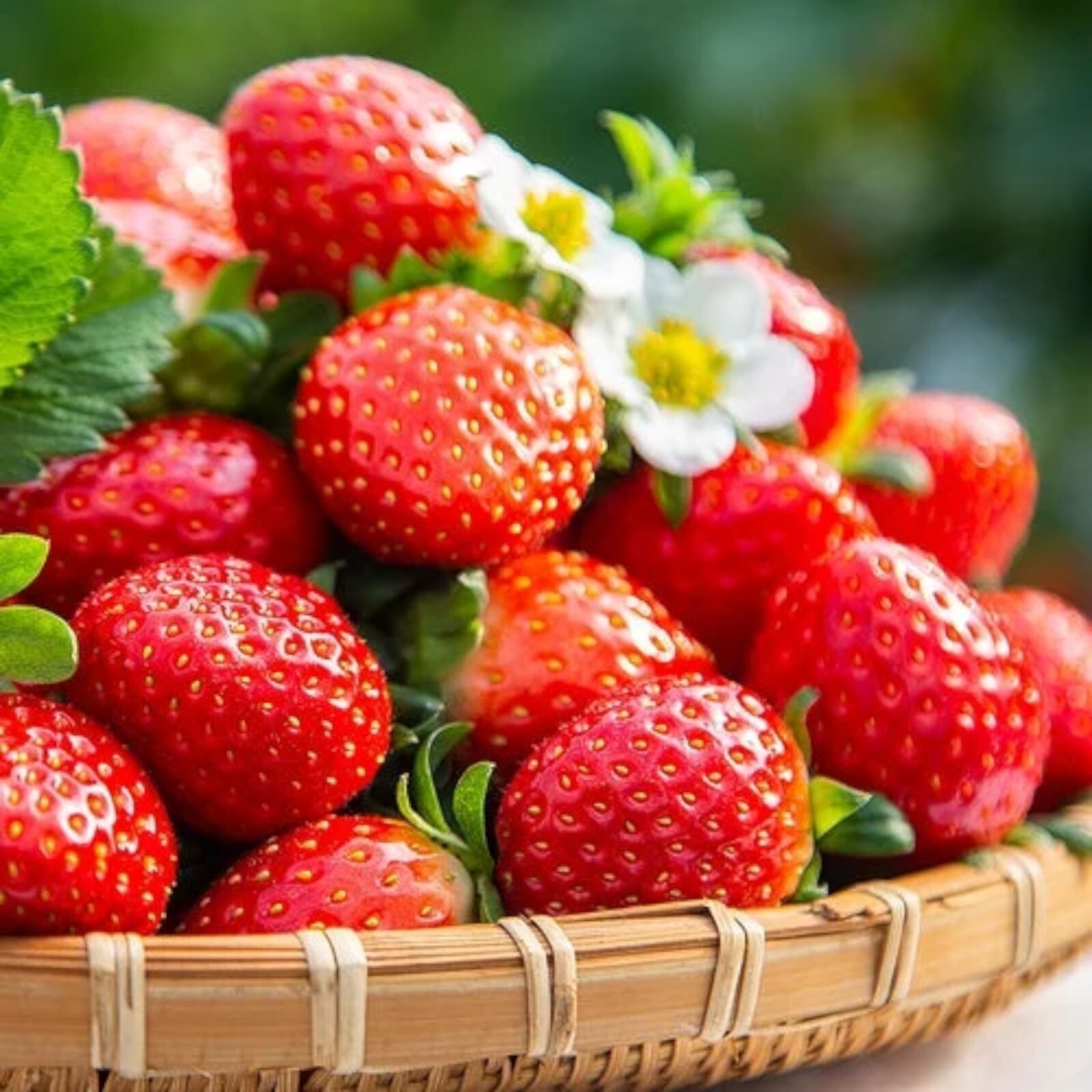 Cream Strawberry Seeds – 200 Seeds – Non-GMO Perennial Variety for Garden Beds