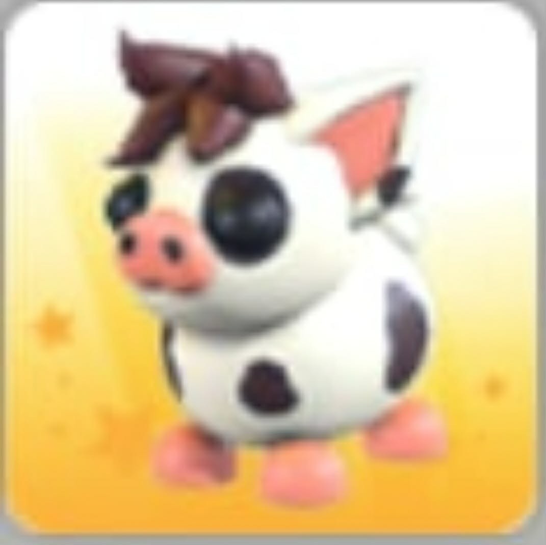 Mini Pig | NFR | Adopt Now
