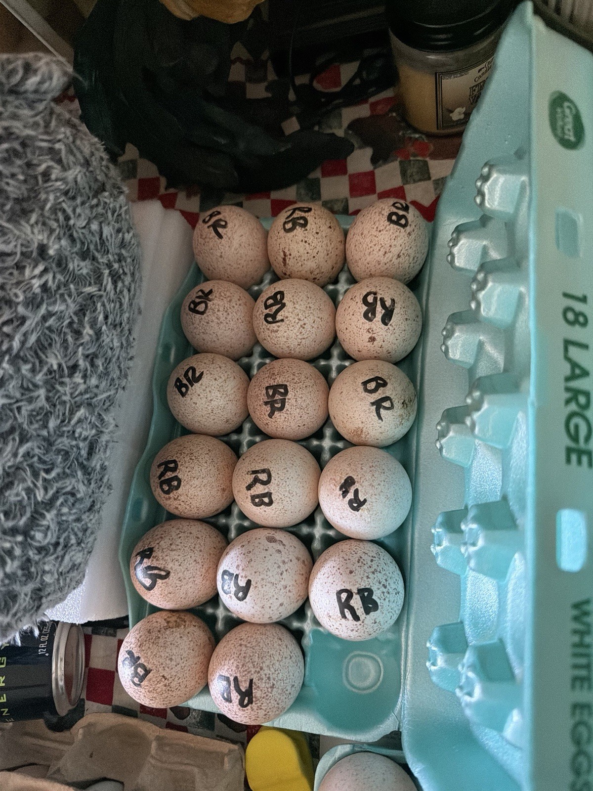 Luck Of The Draw Mystery Box Fertile Eggs
