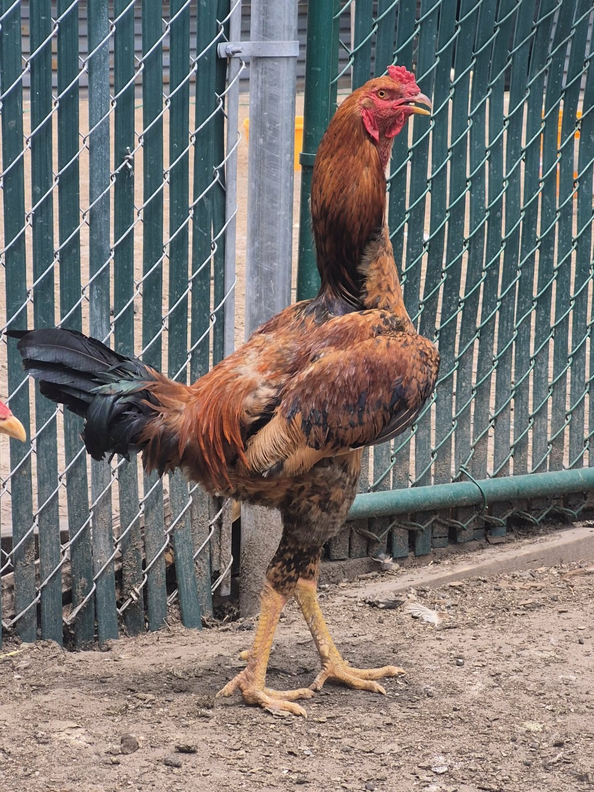 6  Indio gigante hatching eggs. The world tallest chicken Breed