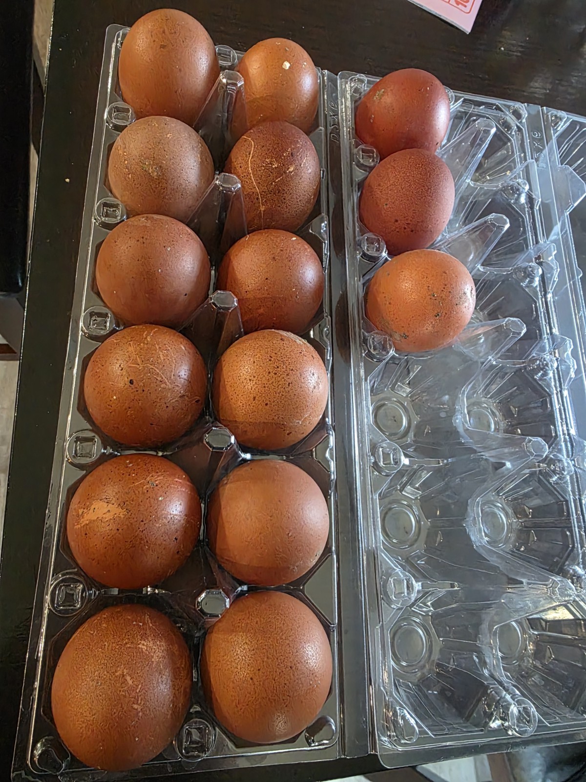 12 +3 Maran Hatching Eggs. Rare Chocolate Egg Breeds. Free Shipping.