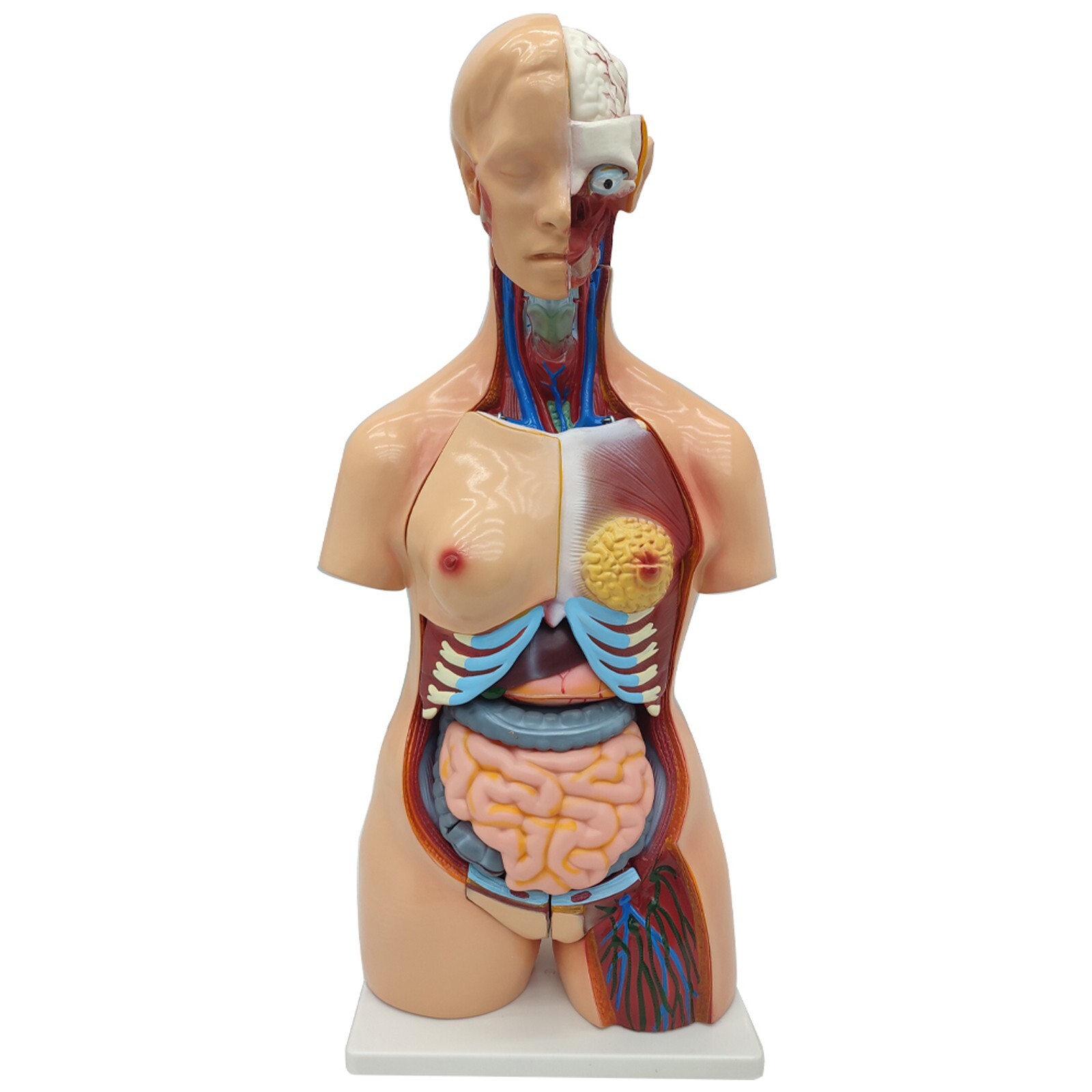 Human Torso Model Replaceable Detachable Female/Male Medical Teaching Model