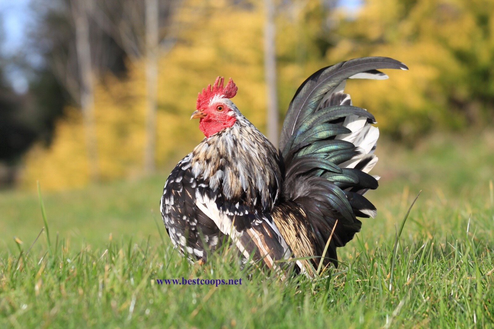 4+ Fertile Show Quality Serama Chicken Hatching Eggs