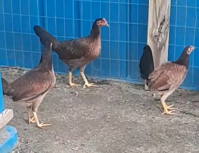 12 Chicken Hatching Eggs