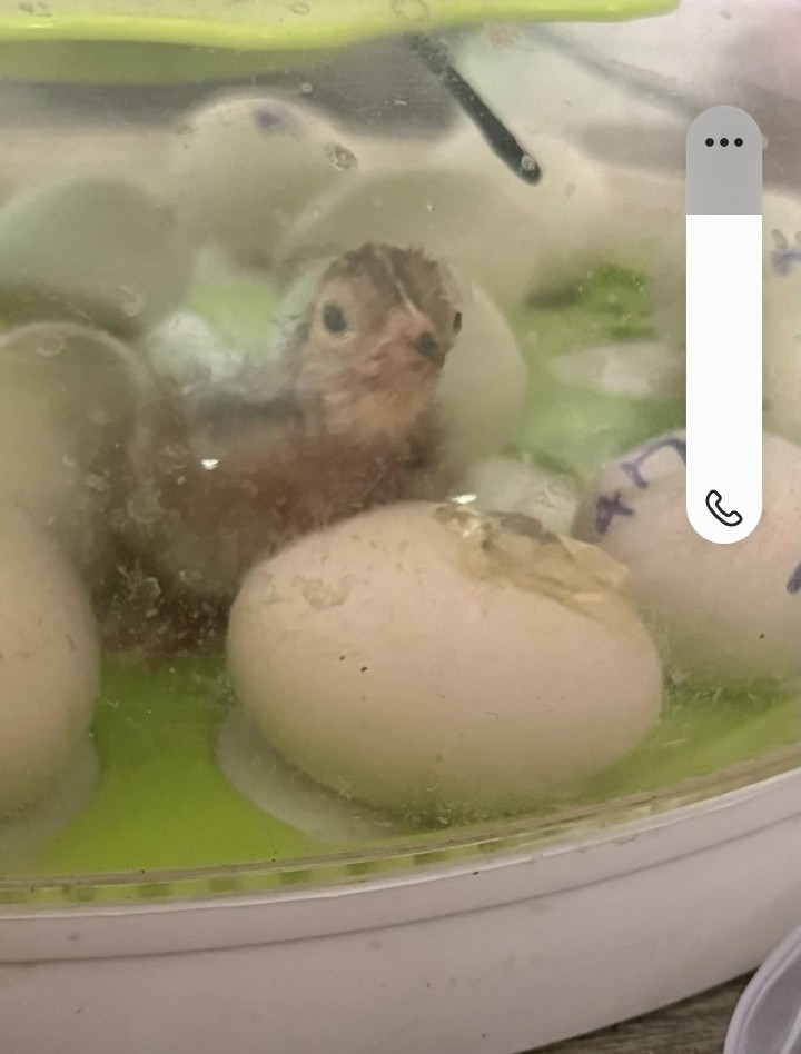 12 Rhode Island Red Bantam Hatching Eggs , Exhibition Quality