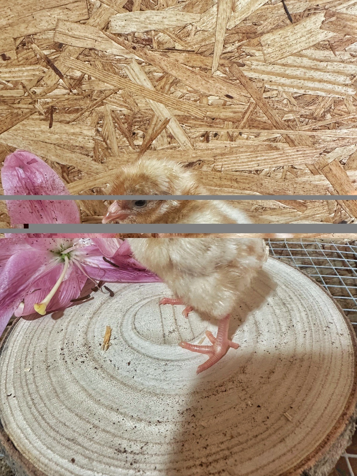 6+ Easter Egger Hatching Eggs Great For Rainbow Baskets!