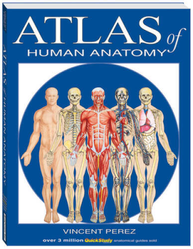 Atlas Of Human Anatomy (Quickstudy Books) - Cards By BarCharts, Inc. - VERY GOOD