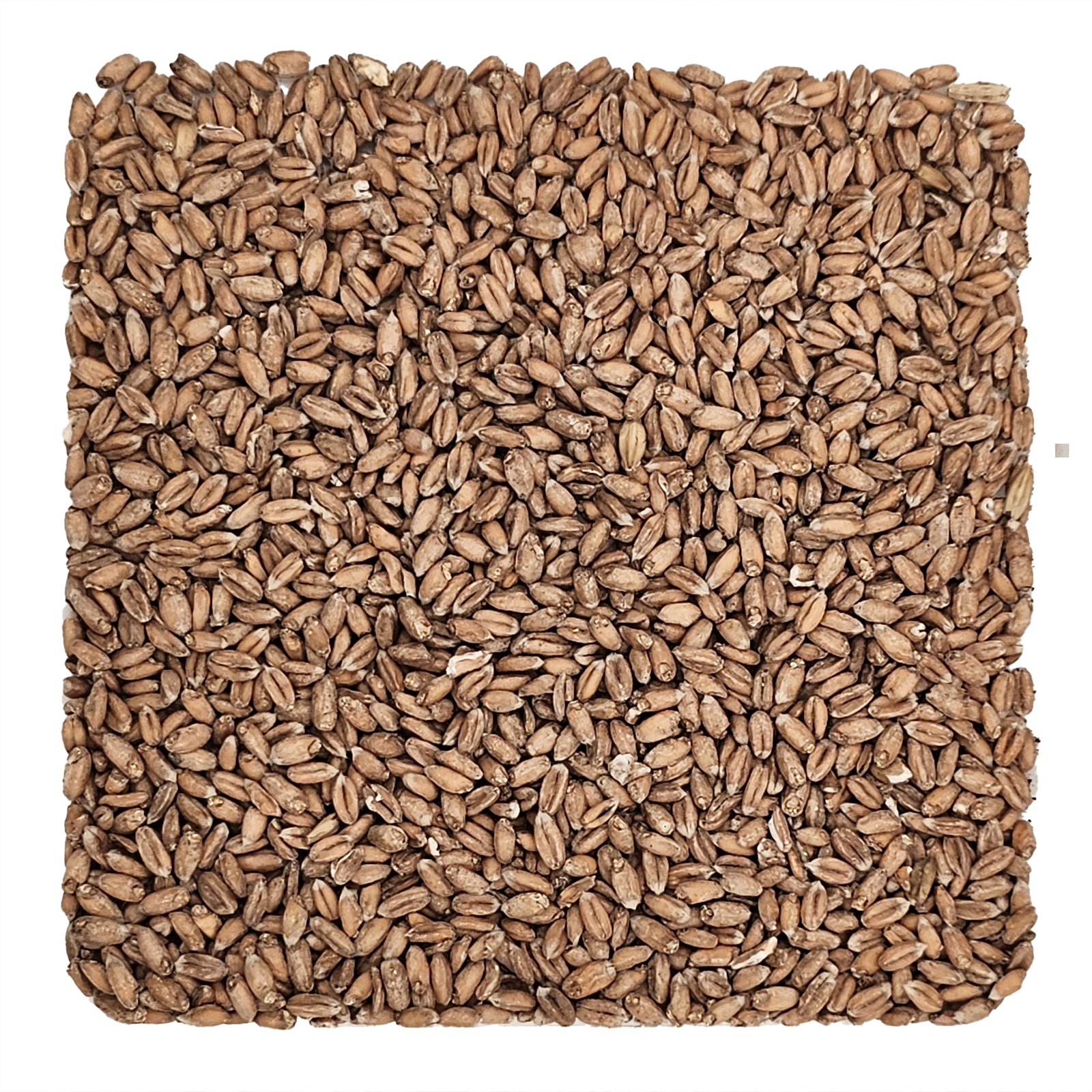 Home Brew Ohio Spelt Grain 5lb