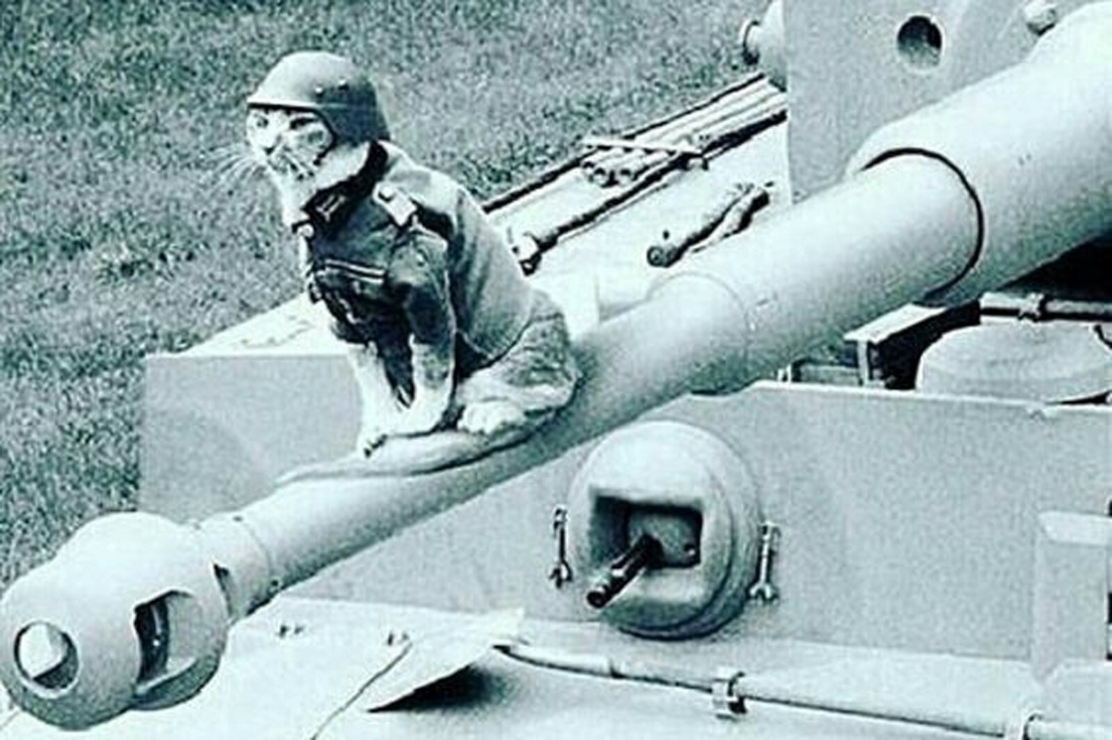 cat in german military uniform WW2 Photo Glossy 4*6 in D007