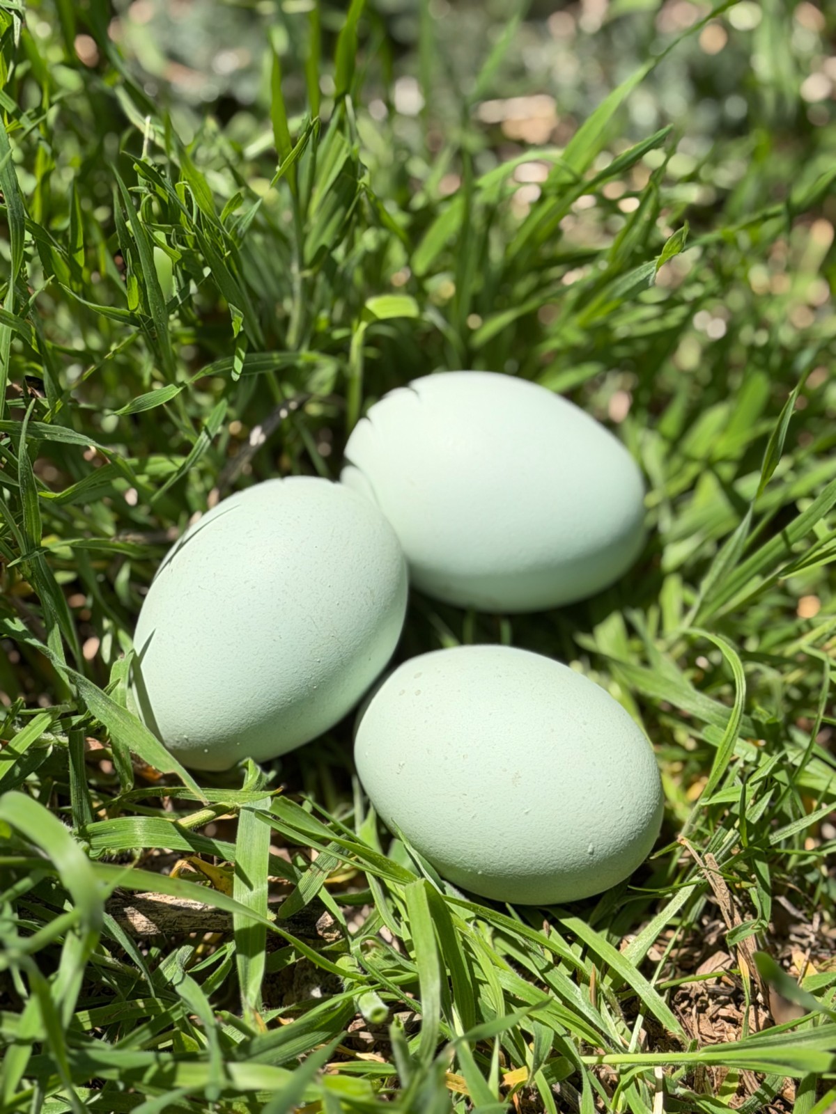 12 Cream Legbar Hatching Eggs