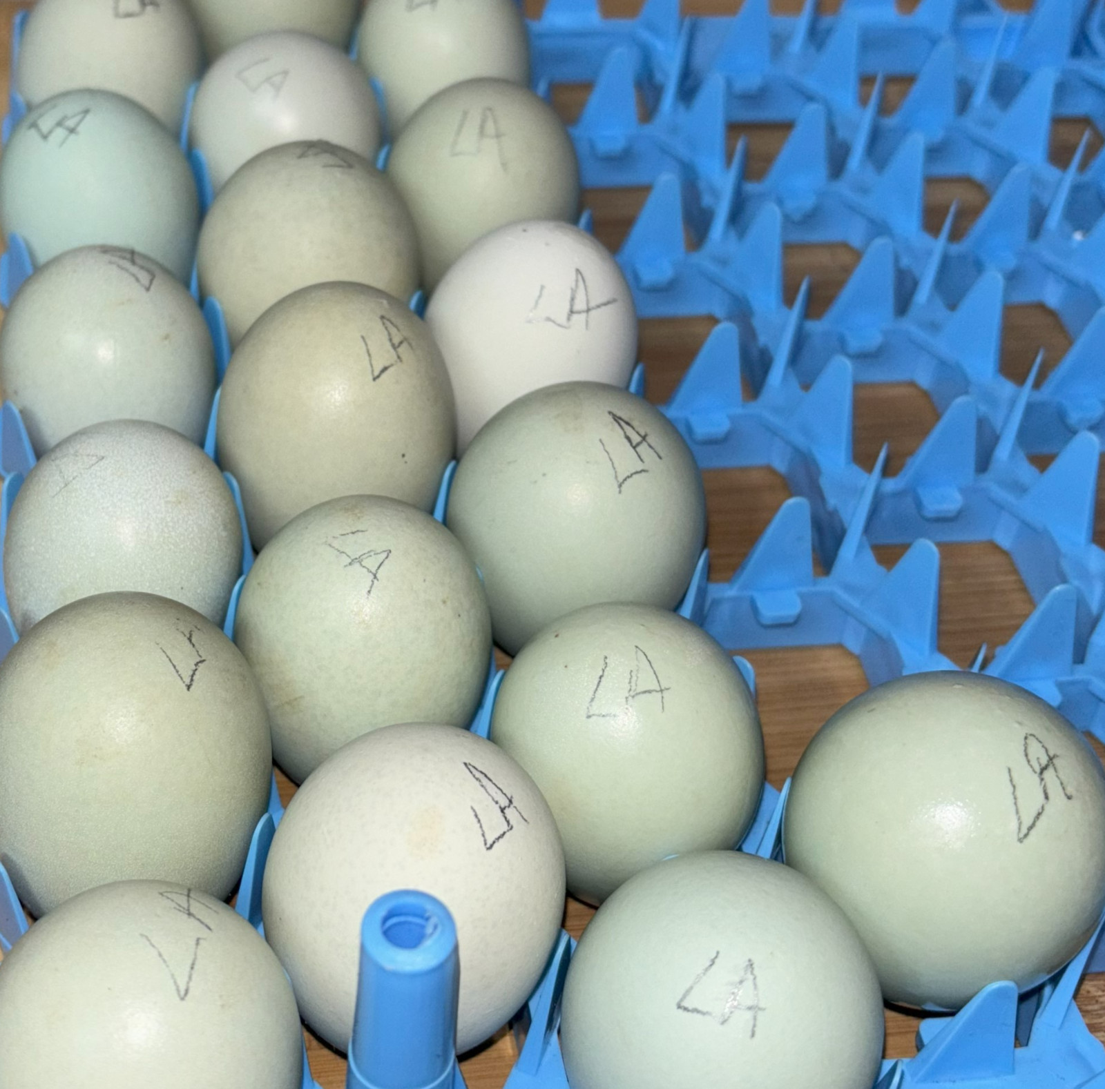 Rainbow Mix Assorted Hatching Eggs(10+) NPIP/A1 Certified