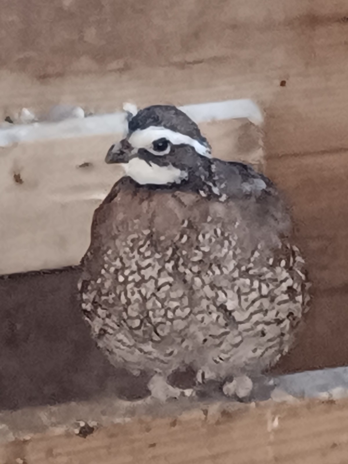 20 Bobwhite quail hatching eggs ,NPIP ,Free Priority Mail shipping
