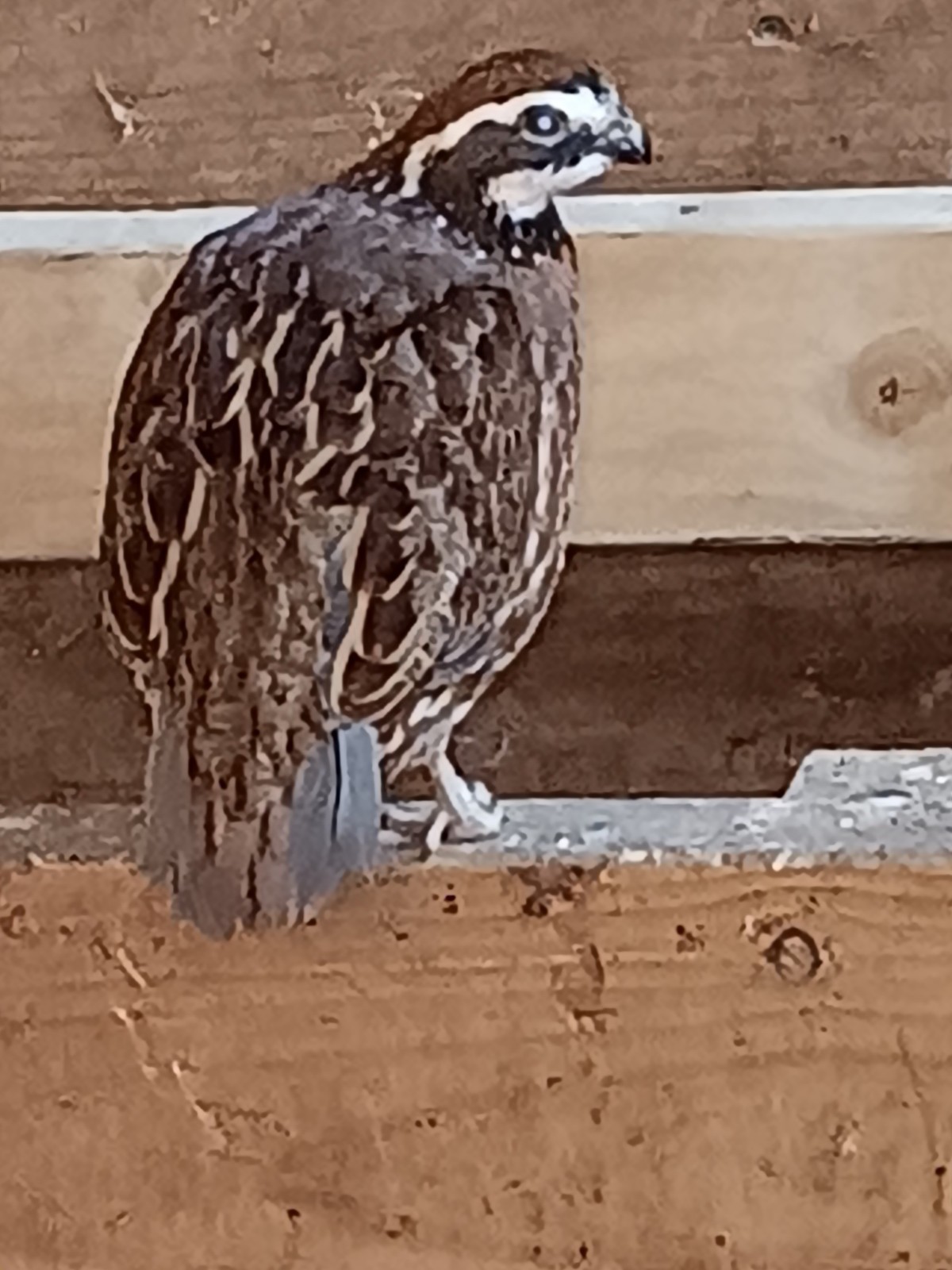 15 Bobwhite quail hatching eggs ,NPIP ,Free Priority Mail shipping