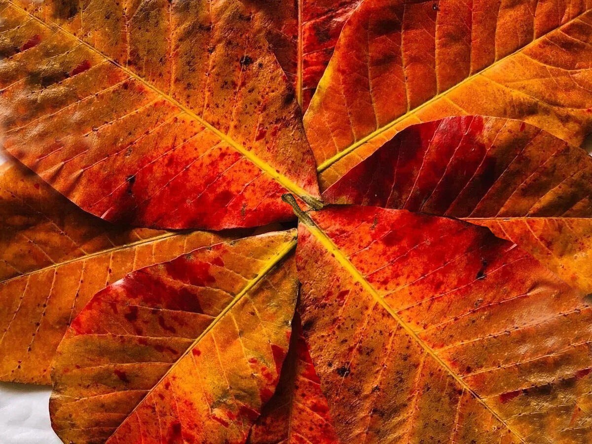 20 pcs NATURAL KETAPANG LEAF CATAPPA ALMOND LEAVES FISH CHERRY SHRIMP BETTA DISC