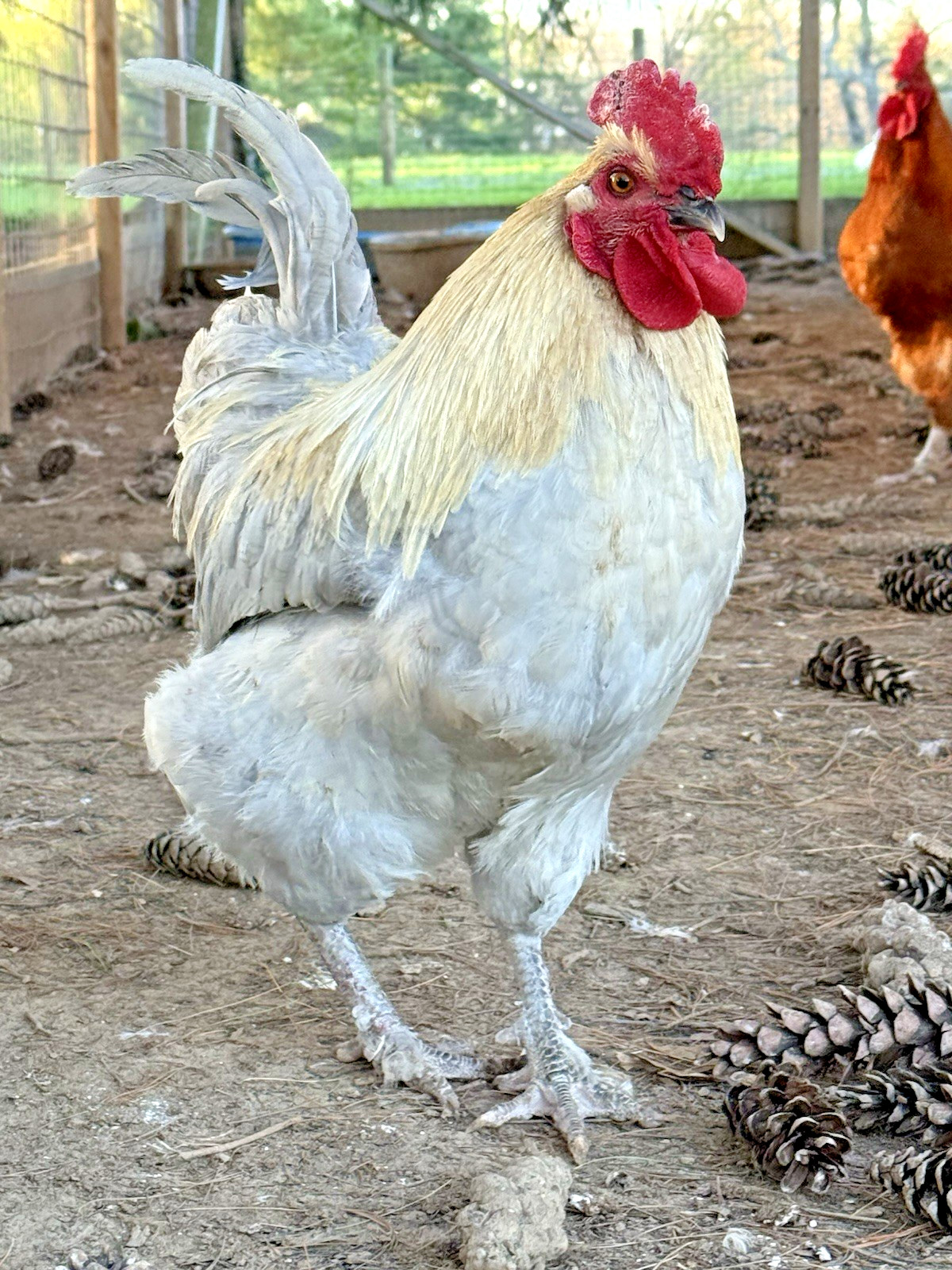 8++ Chicken Hatching Eggs ~Barnyard Mix~ Rainbow Egg Layers ~ Premium Breeds