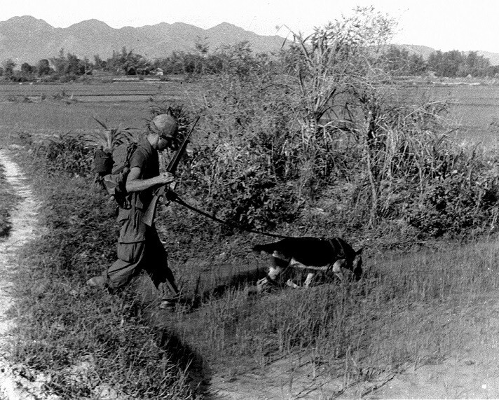 Soldier & scout dog "Chief" German Shepherd on patrol 8x10 Vietnam War Photo 816