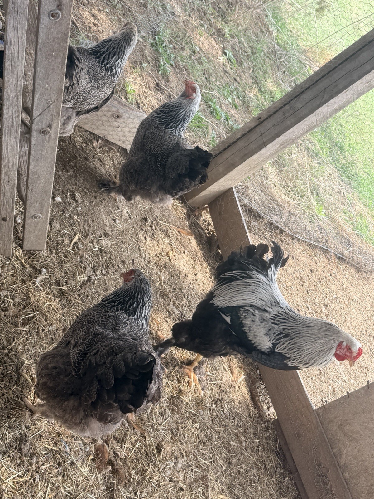 Dark Brahma Hatching Eggs