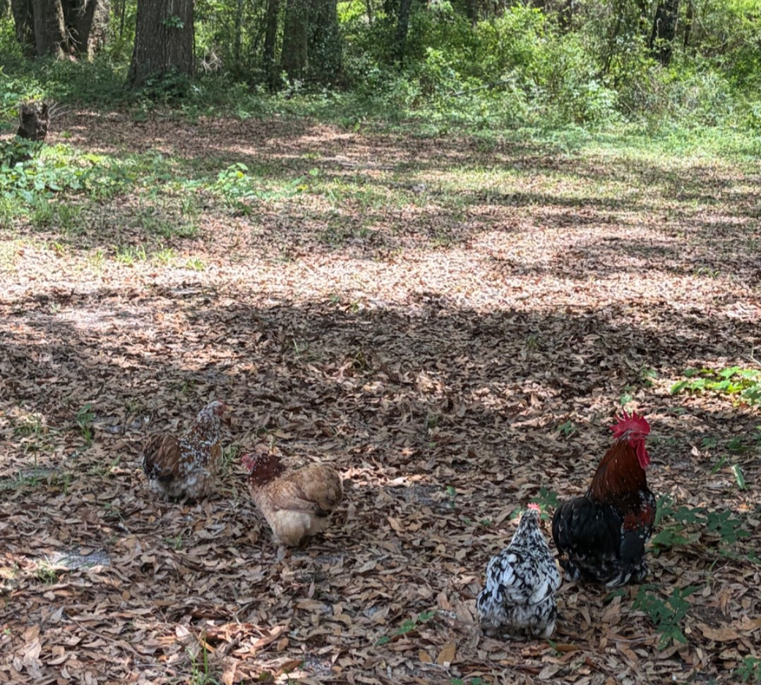 6+ Calico Cochin Bantam Hatching Eggs! 🐥