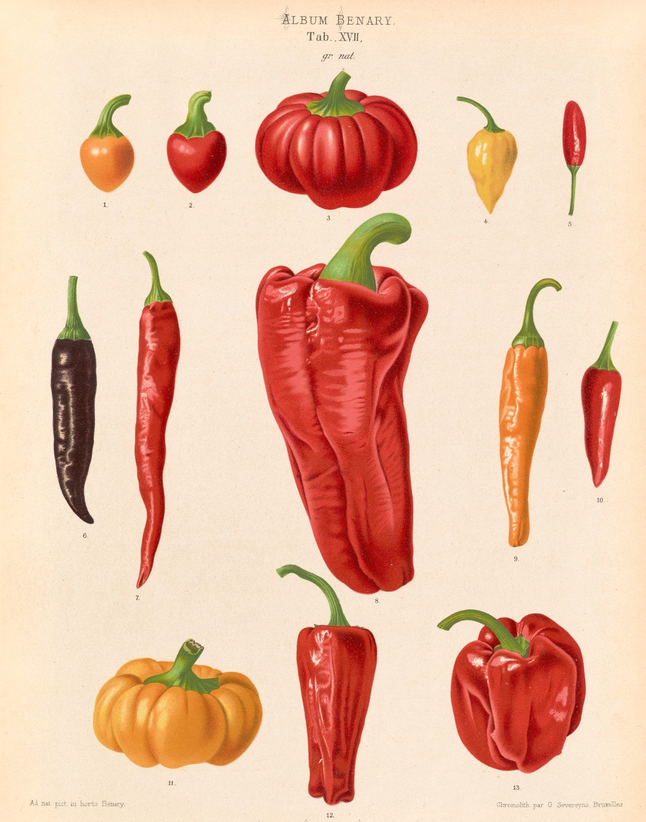 Capsicums, or Chili Peppers from Album Benary (1876-1886) Art Print 11"x14"