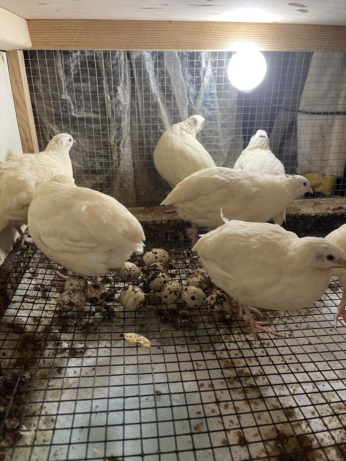 35++ Fertile Jumbo Wild White Coturnix Quail Hatching Eggs