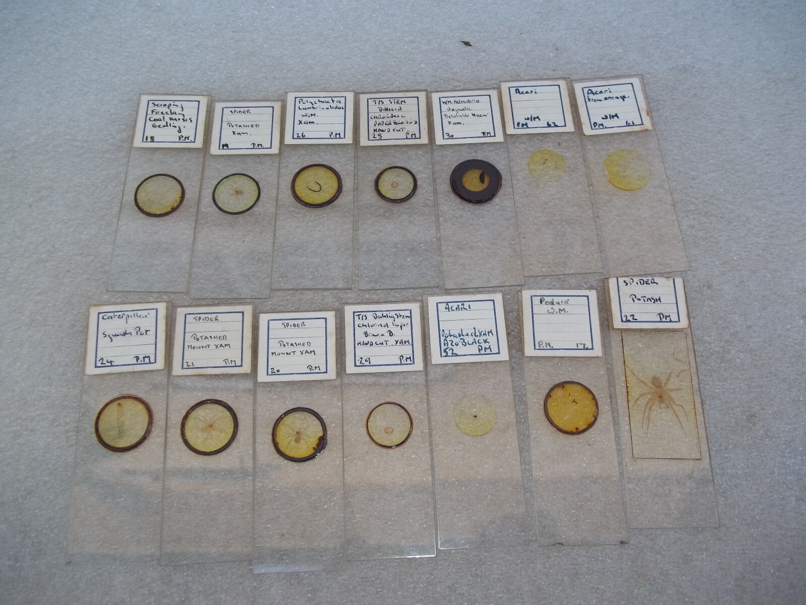 Vintage Glass Microscope Slides
