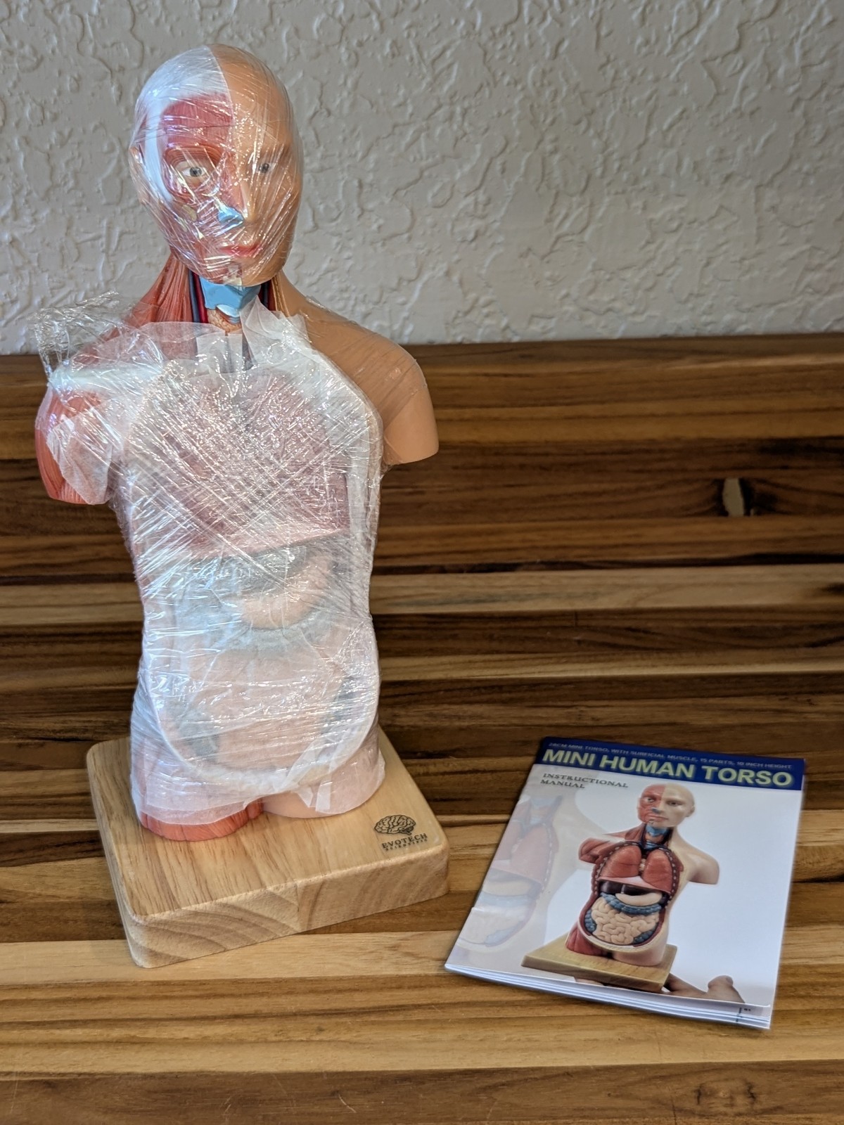 New Human Body Model 11 inch 15 Pcs Removable 3D Human Torso