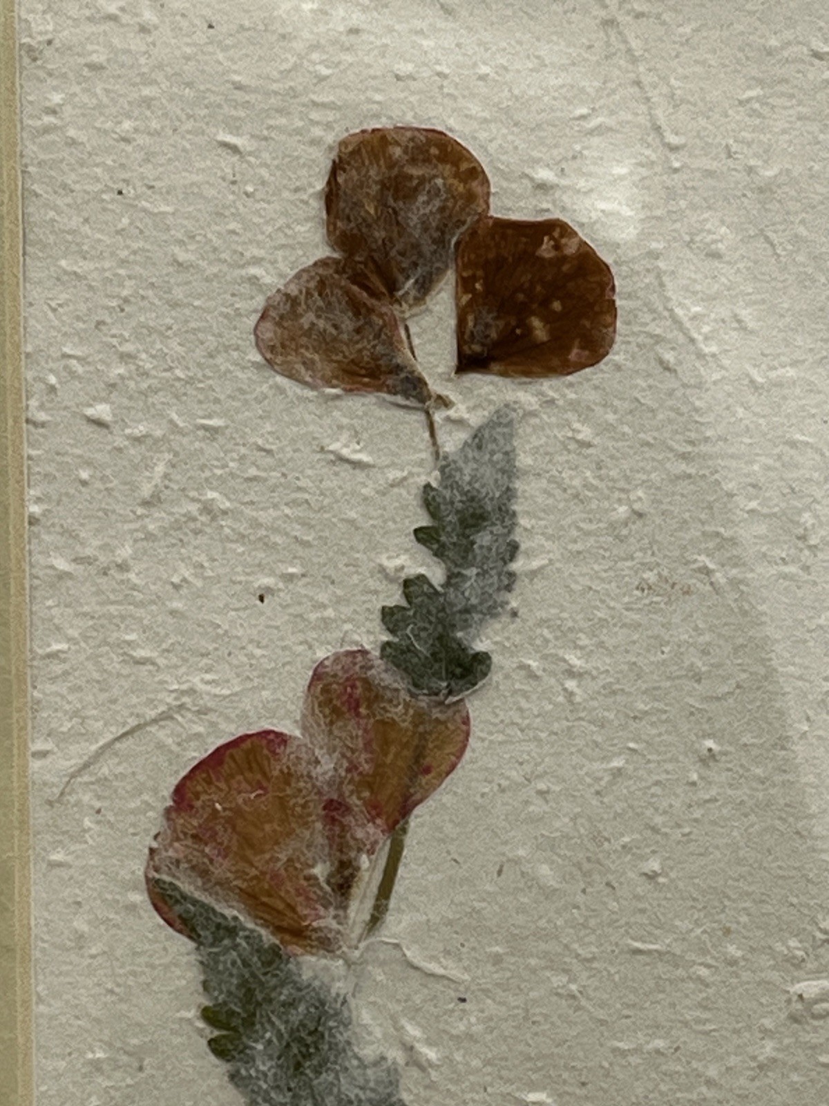 Framed Pressed Botanical Flower Art Pair Handmade Paper Wood Frame Decor