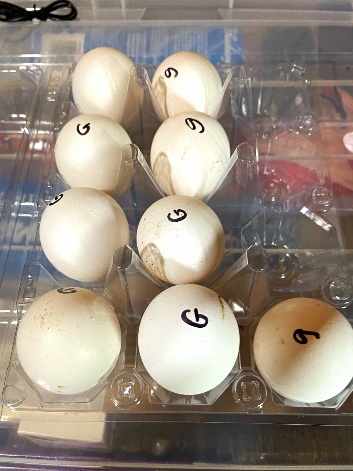 Polish Chicken Hatching Eggs
