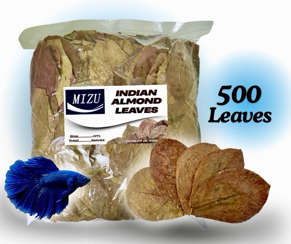 500 Pcs. Size 10-16cm.Indian Almond Leaves (IAL)/Catappa Leaf For Shrimp, Betta