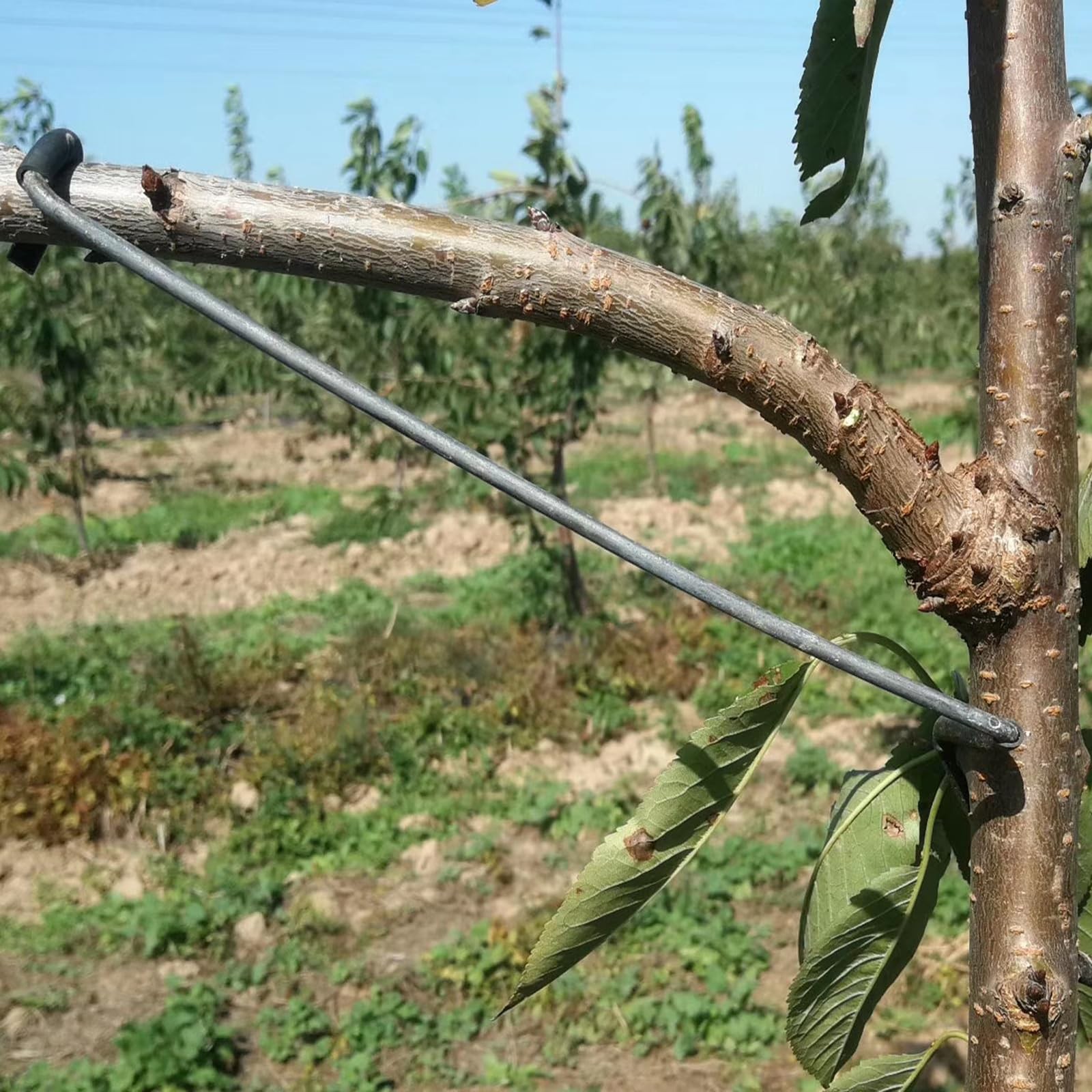 20 PCS Fruit Tree Branch Limb Spreader Durable Support Extension 10 Inches