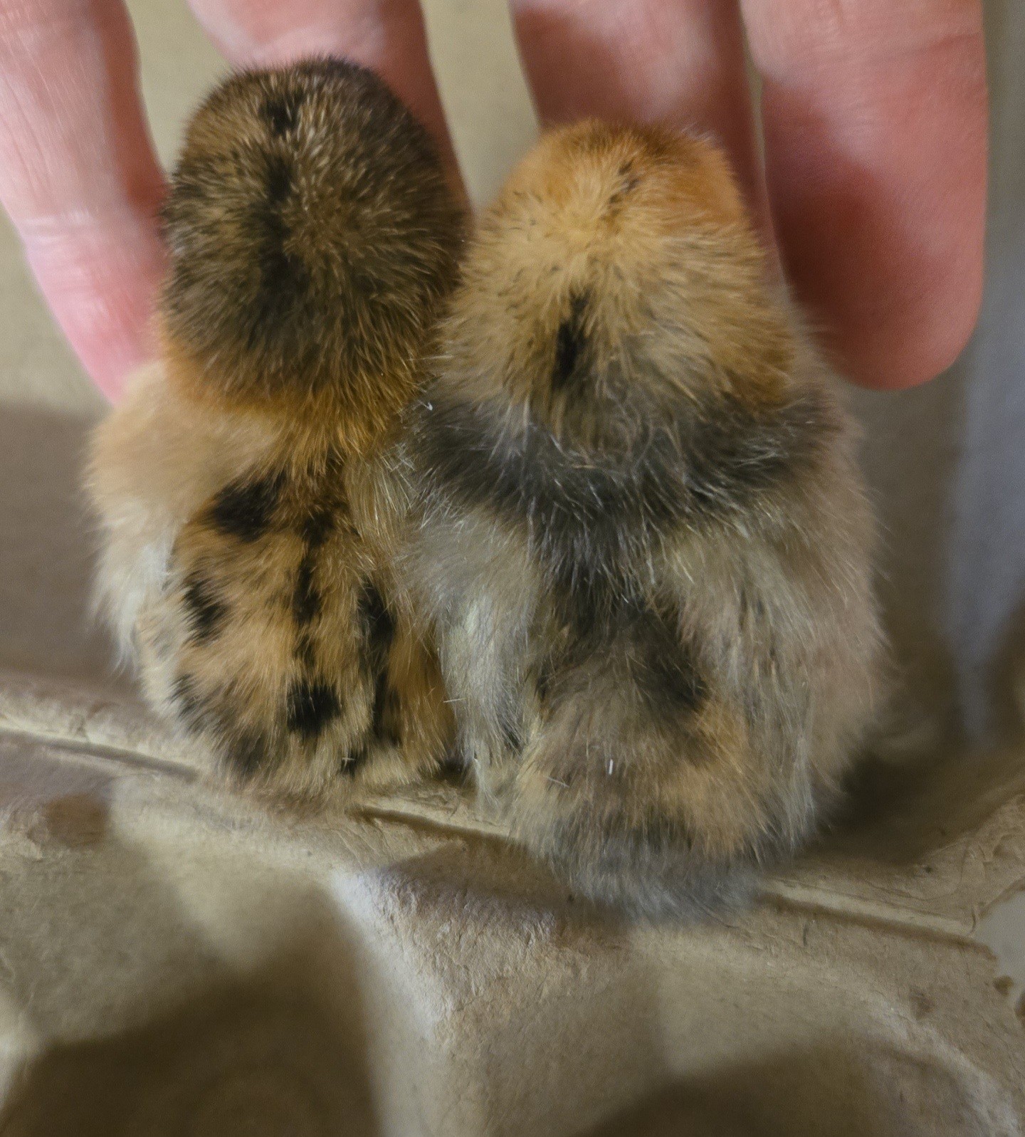 Booted Mille Fleúr Serama Hatching Eggs (6) NPIP Certified