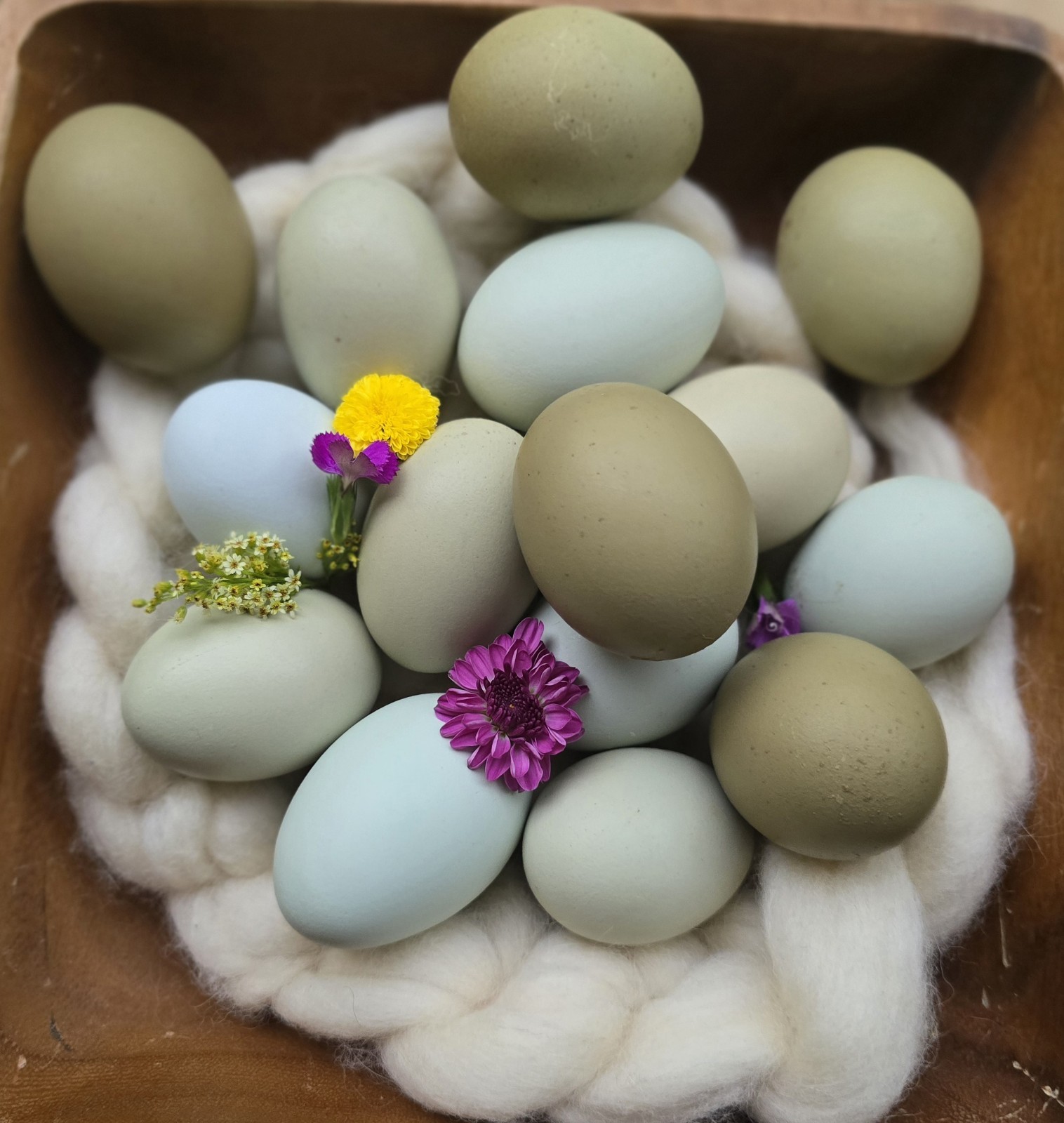 Mixed Color Dozen Hatching Eggs