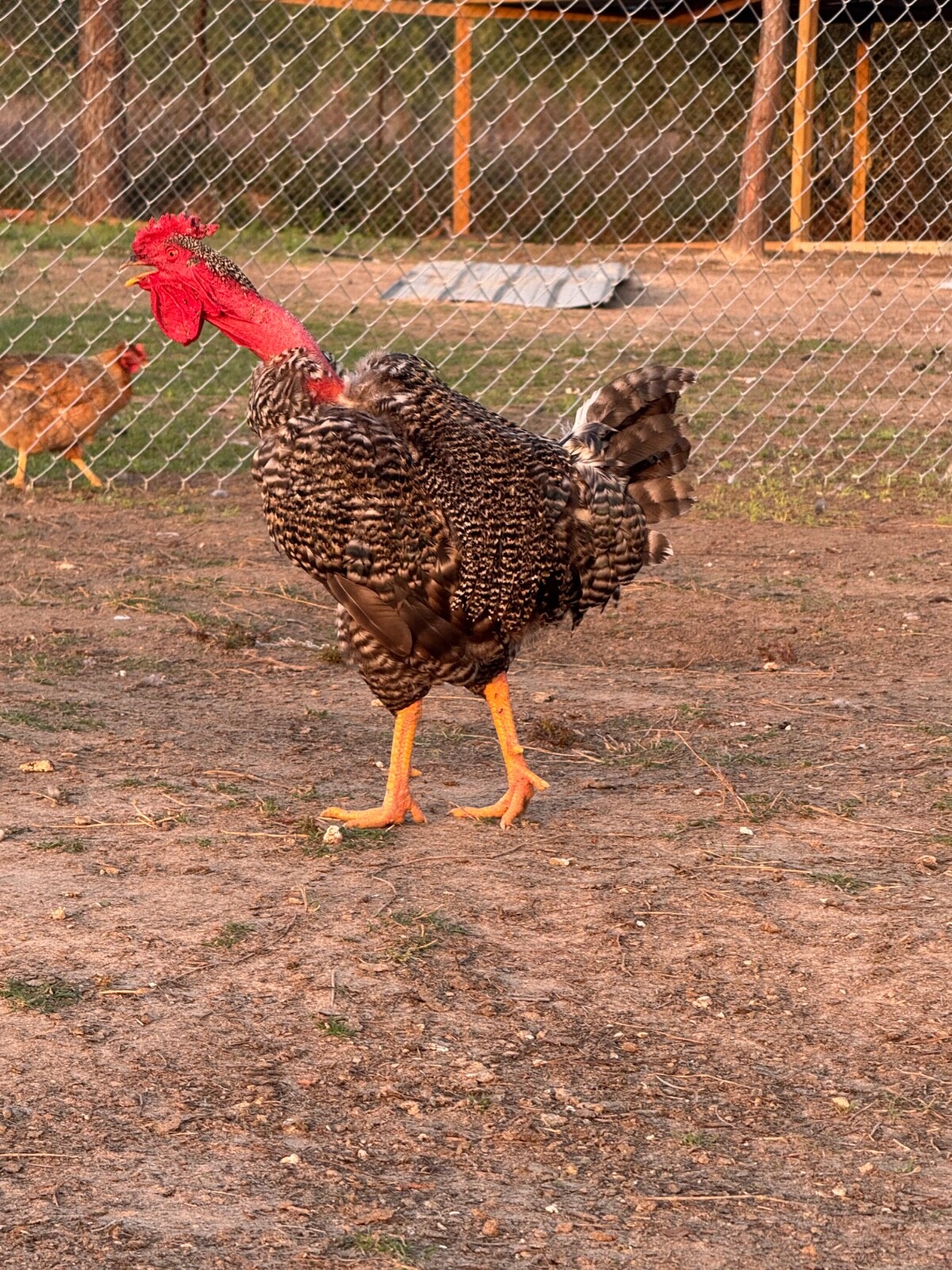 24 Chicken Egg ( Rare breeds Mix )