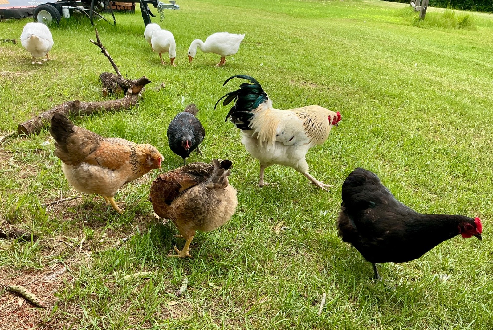 Hatching Eggs, (12), Mixed Chicken Barnyard Flock, Wyandotte, Easter E etc.