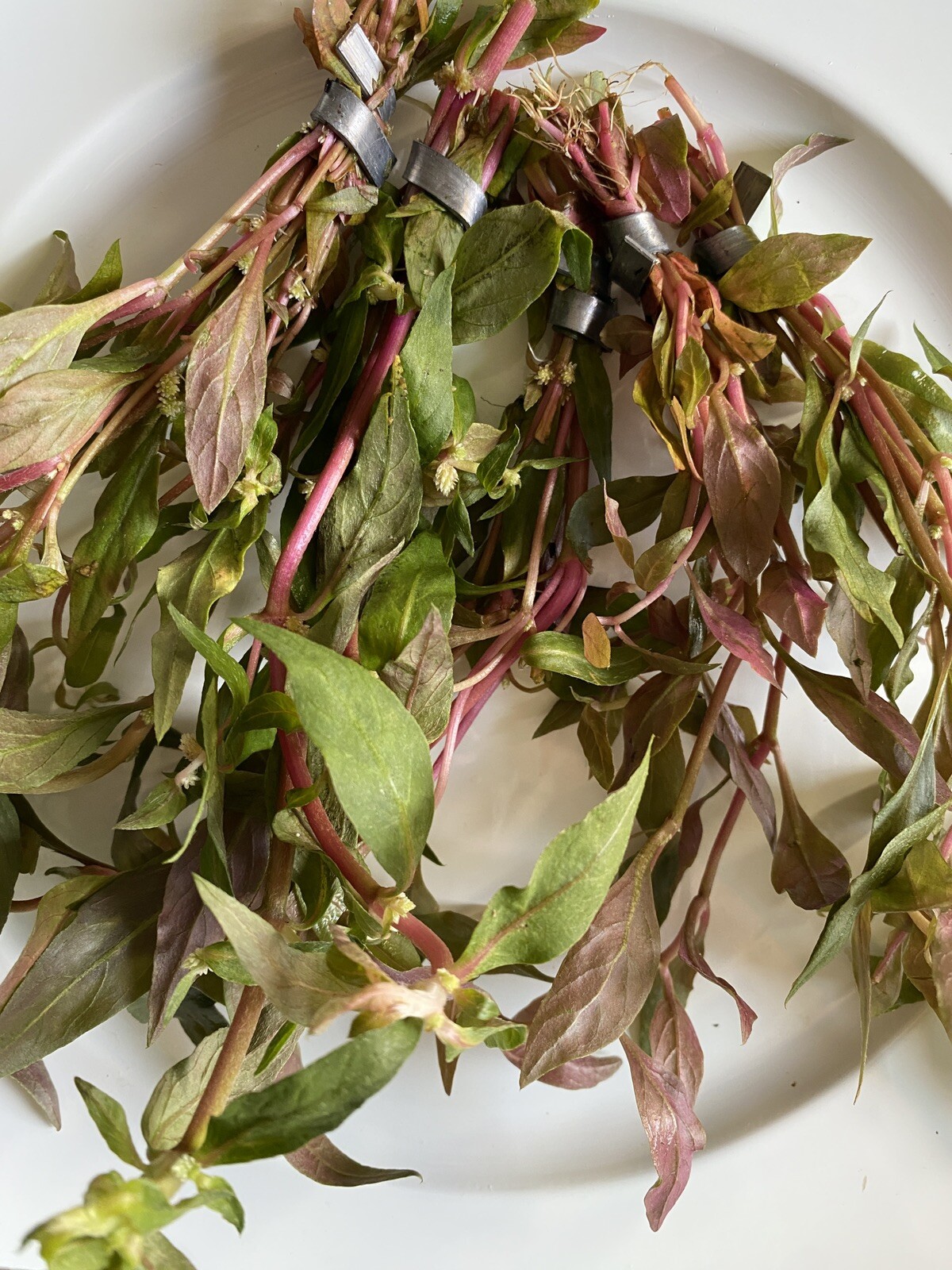 BUY 2 GET 1 FREE- Scarlet Temple Live Aquatic Plant- Beautiful Pink Plant!