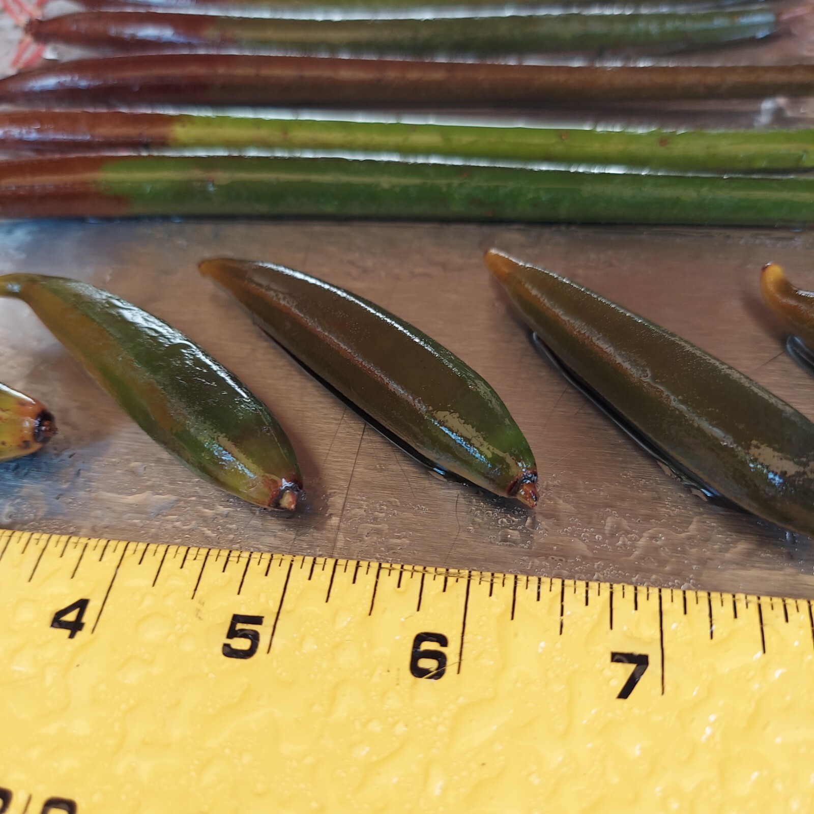 5 Red Mangrove Live Plants WITH ROOTS, 5 Oriental Orange Mangrove Seeds Aquarium