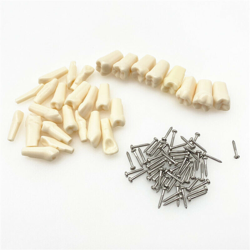 28 Pcs Dental Tooth Grain Preparation Teaching Model Resin Simulation Replaceabl