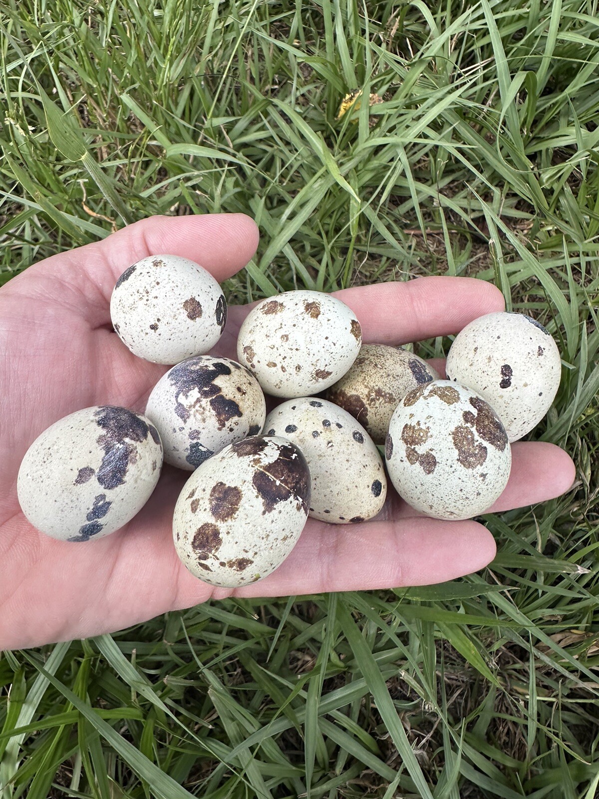 Quail 30 Jumbo Texas A&M Large Egg Layer Great meat priority ship and foam pack