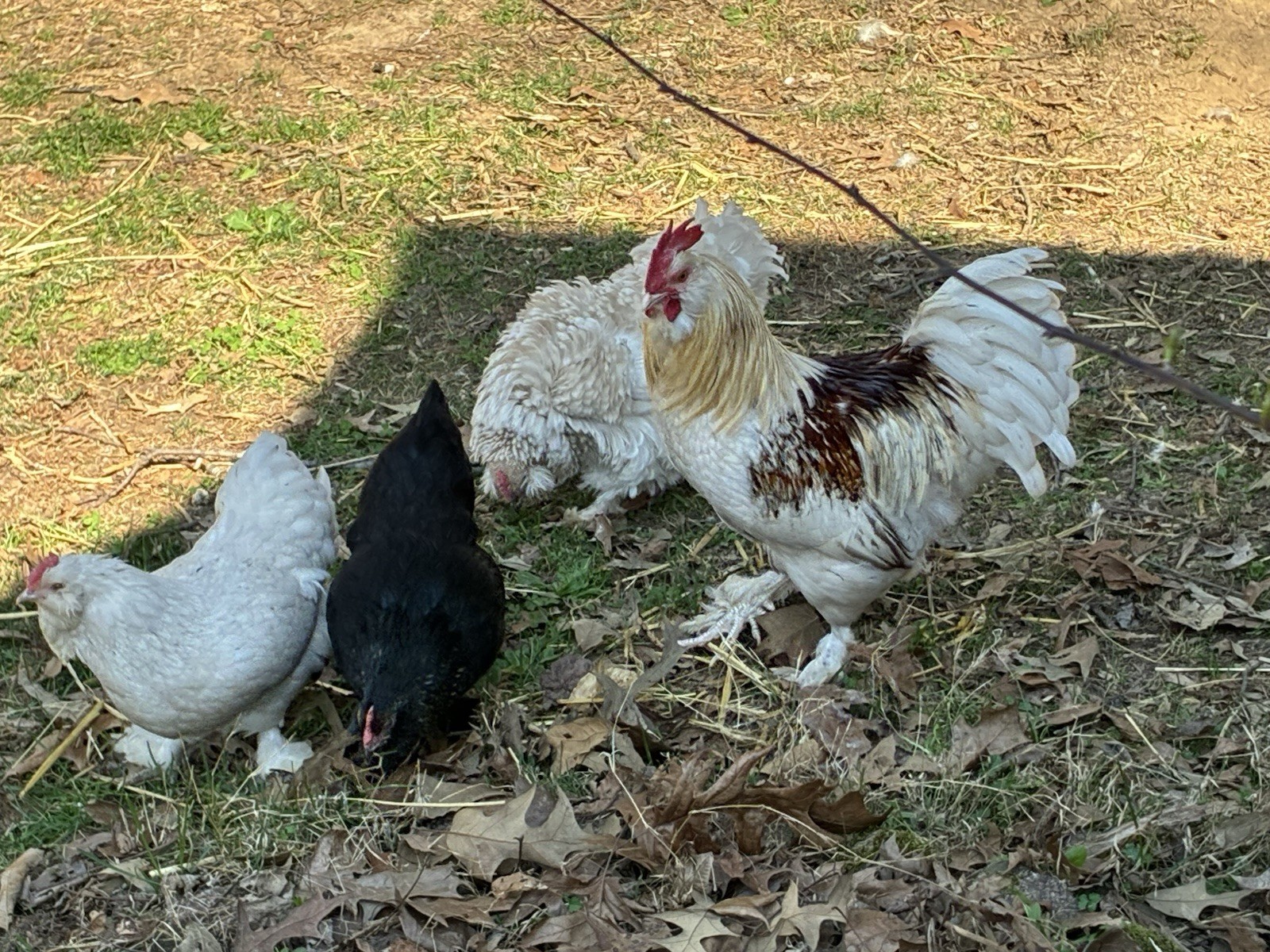 12+ Bantam Mix Hatching Eggs. Faverolle, Frizzle,   Barn Yard Mix.