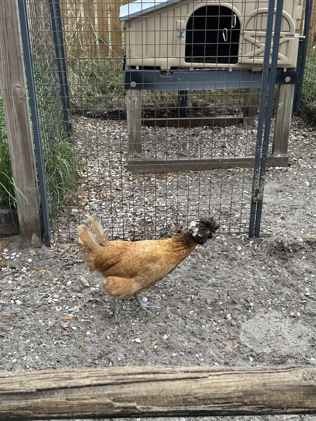 15+ Rare Sanjak Longcrower Chicken Hatching Eggs Large Breed 🎶 Unique Crow 🎶
