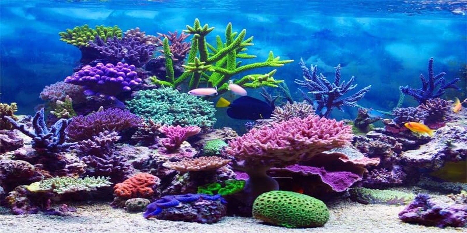 YongFoto Ocean Theme Fish Tank Background 48x24 inch Coral Seaweed Reef Rock ...