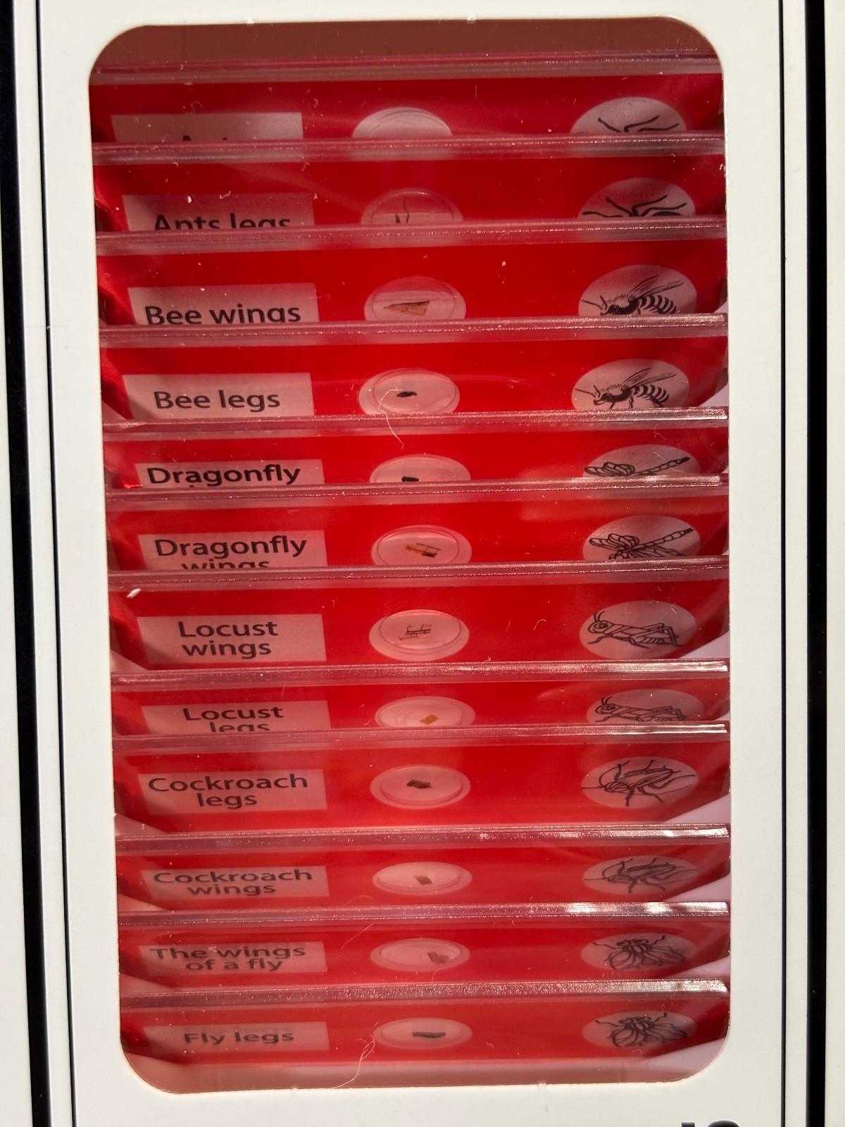 Prepared Microscope Slides Set of 12 Insect Specimens NEW