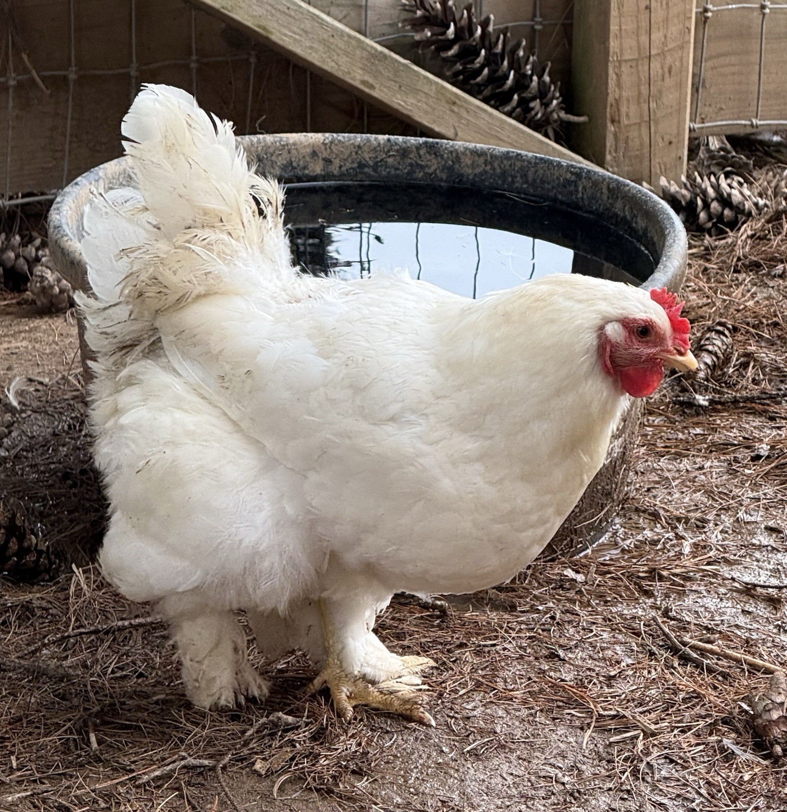 16++ Chicken Hatching Eggs ~Barnyard Mix~ Rainbow Egg Layers ~ Premium Breeds