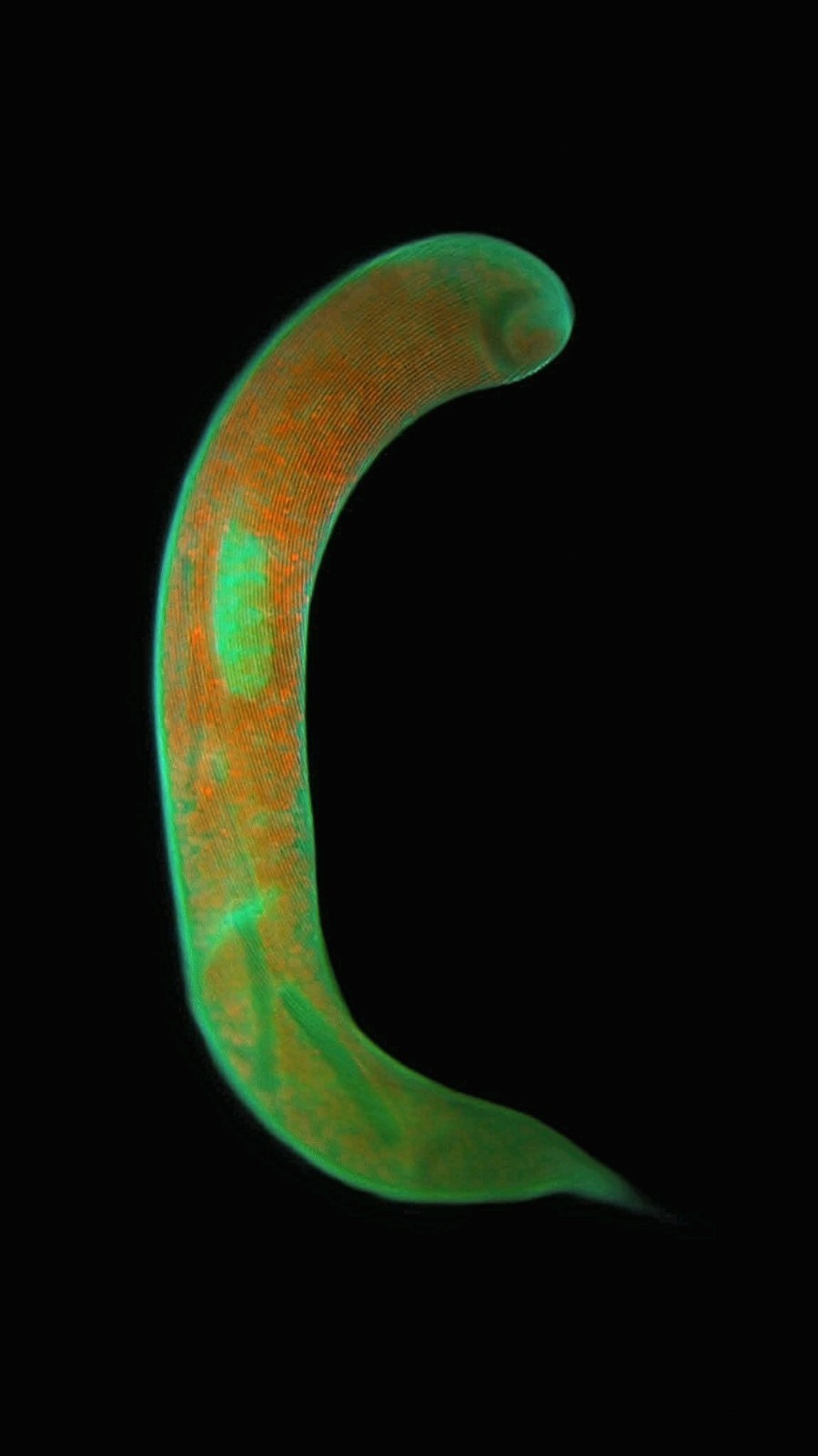 HobbyGlow – Acridine Orange Fluorescence Microscopy Stain