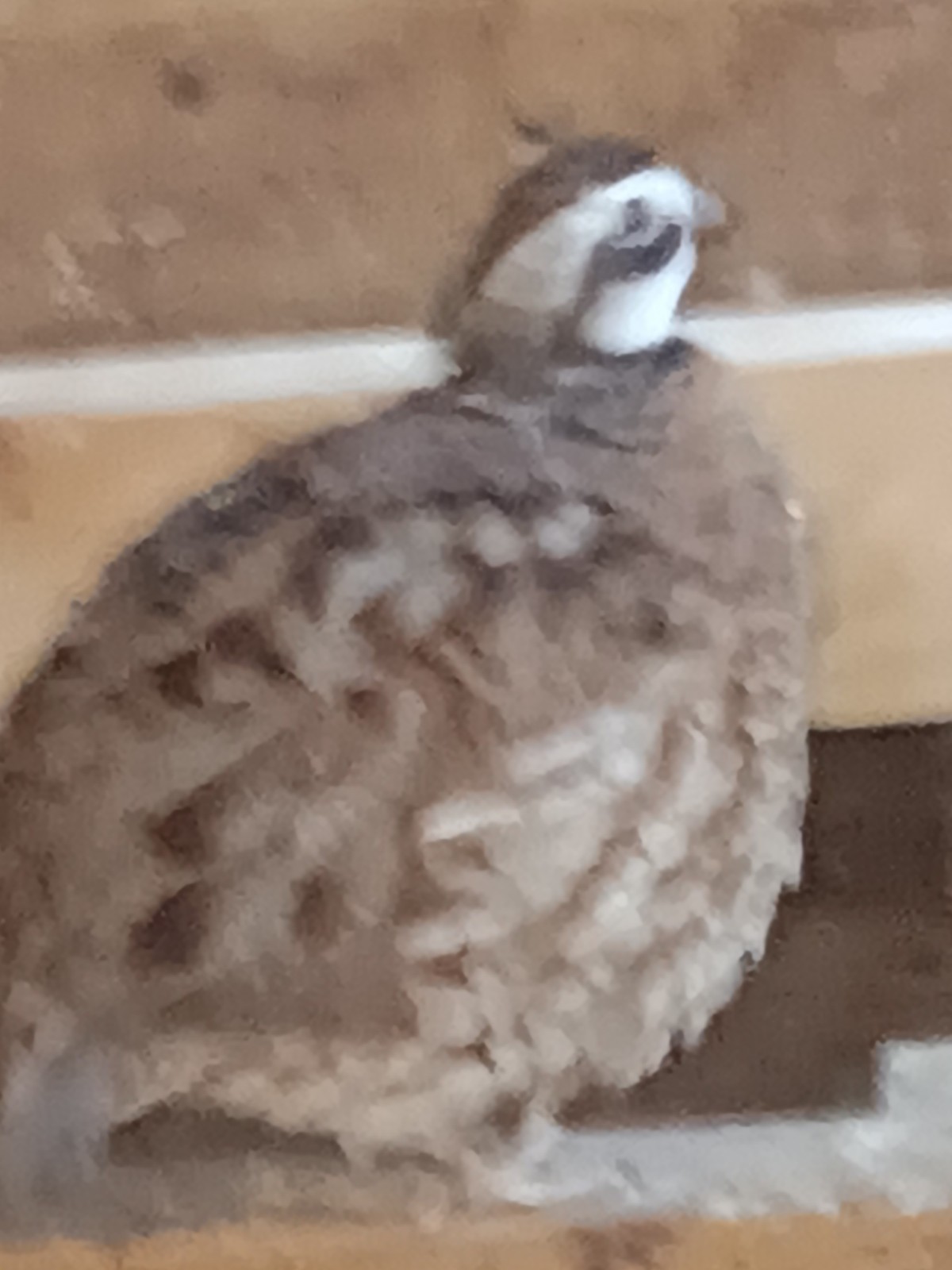 20 Bobwhite quail hatching eggs ,NPIP ,Free Priority Mail shipping