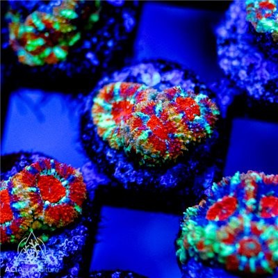 ACI Cultured Majestic Micromussa - SAQ Coral Farm